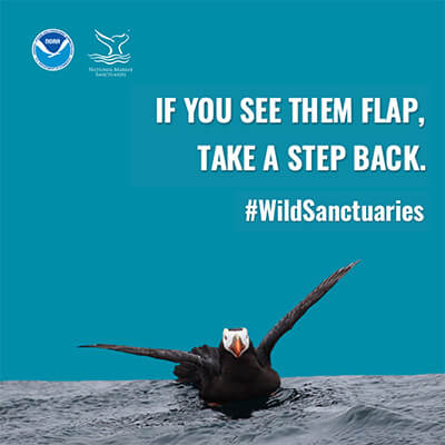a graphic with a puffin that says: 'if you see them flap take a step back'