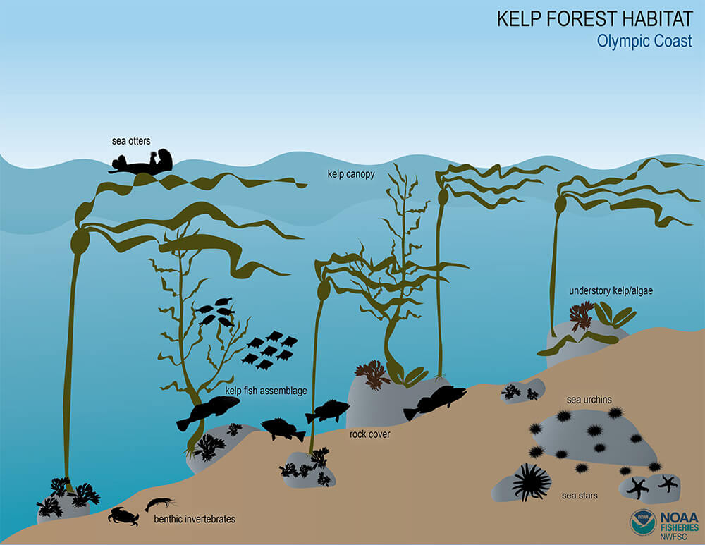 Illustration of a kelp forest habitat, with eight icons representing a variety of ecosystem components including kelp canopy, fish, sea otters, sea stars, and sea urchins.