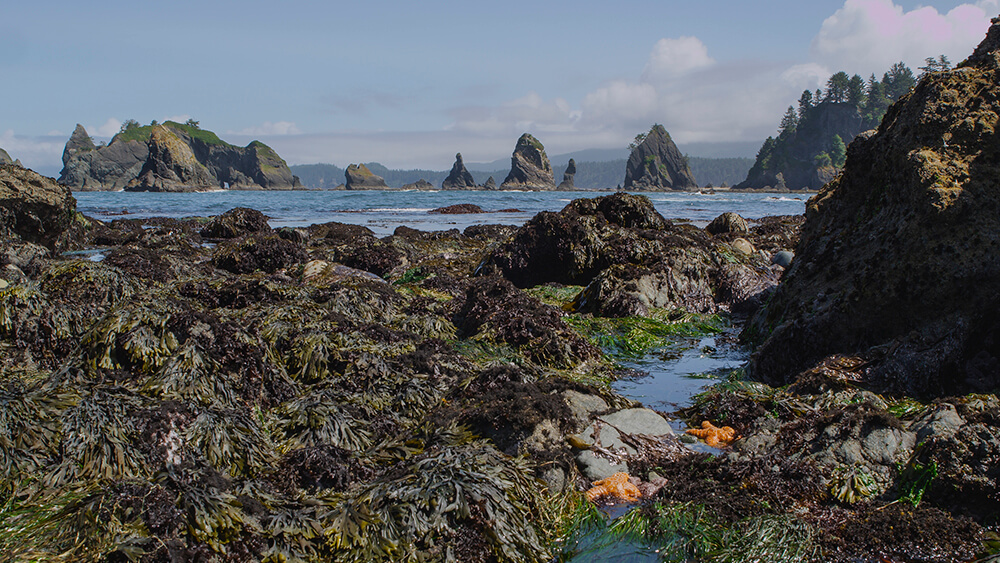 A scenic view from the rocky intertidal, showing intertidal organisms such as sea stars and algae, overlooking distant offshore islands. 