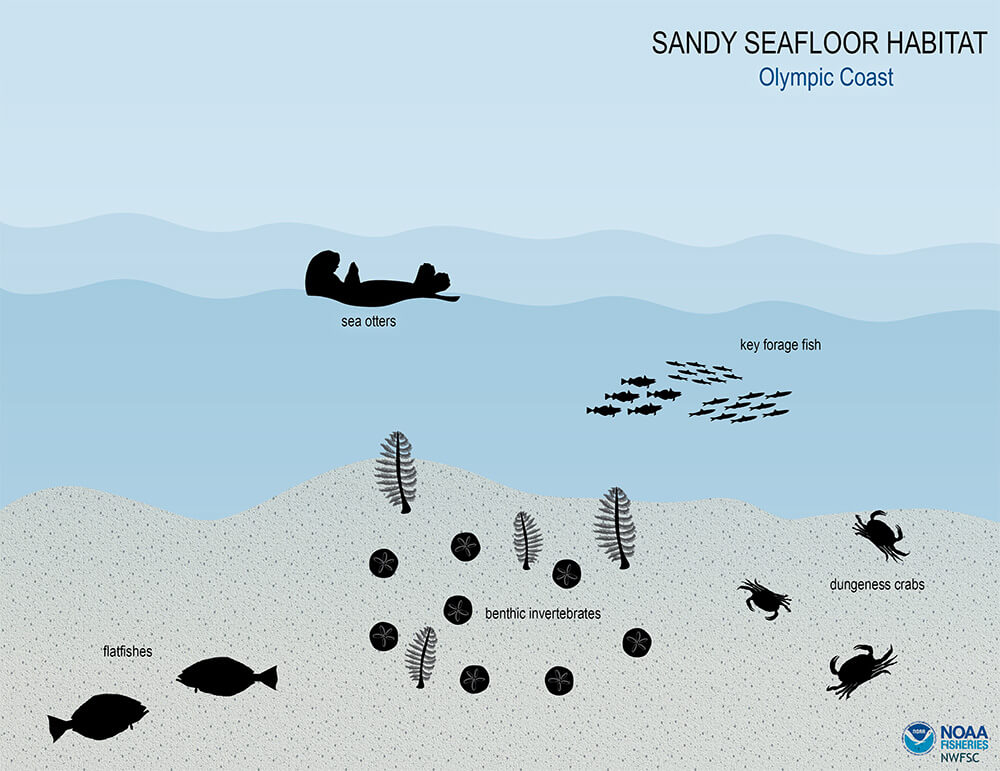 Illustration of a sandy seafloor habitat, with four icons representing a variety of ecosystem components including Dungeness crab, flatfishes, forage fish, and sea otters.