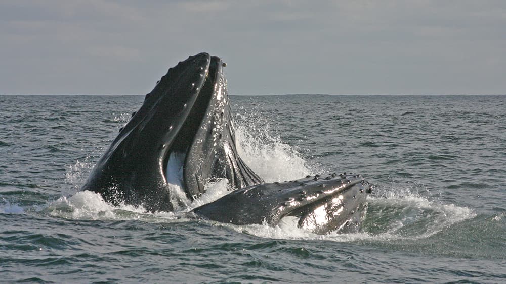 the head of a humpback whale breaches the water