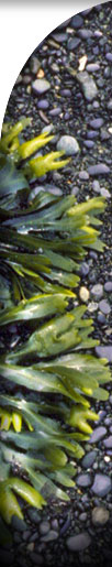 photo of seweed on sand