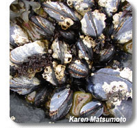 photo of mussels