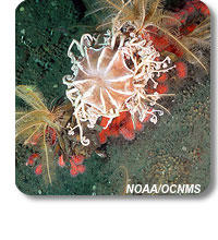 photo of basketstar and crinoids on paragorgia coral