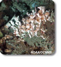 photo of lophelia coral