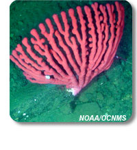 photo of paragorgia coral