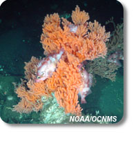 photo of rockfish in primnoa coral