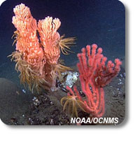 primnoa and paragorgia corals