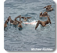 photo of group of albatross feeding