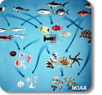 picture illustrating trophic interactions in a marine food web