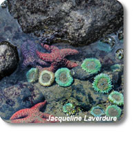 photo of anemone and starfish in a tidepool
