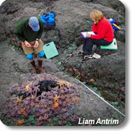 photo of scientists doing intertidal monitoring