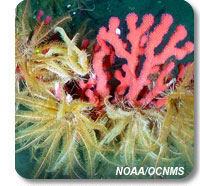 paragorgia coral