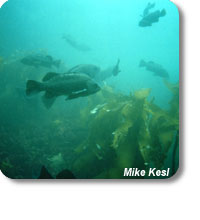 photo of fish in kelp forest