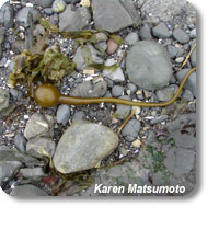 photo of kelp on rocks