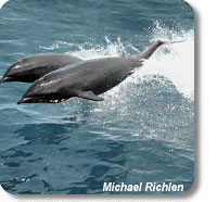 northern right whale dolphins
