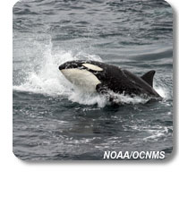 photo of an orca whale