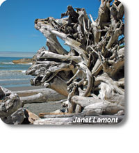 photo of driftwood