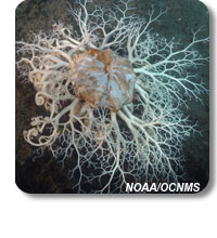 photo of a basket star