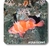 photo of rockfish and coral