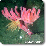 photo of bubblegum coral