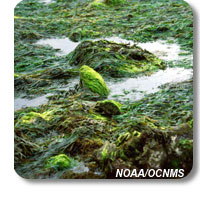 photo of algae