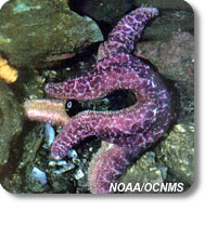 photo of a sea star eating