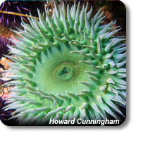 photo of a giant green anemone