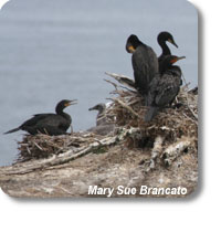 photo of nesting cormorants