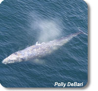 photo of a gray whale near Cape Flattery