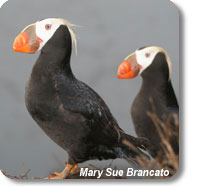 photo of tufted puffins