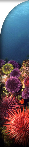 photo of sea urchin