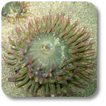 aggregate anemone