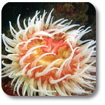 fisheating anemone