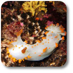 clown sea slug