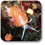 opalescent sea slug