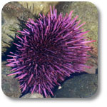 purple urchin