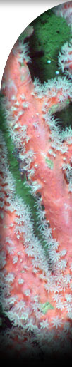 Photo of peach coral