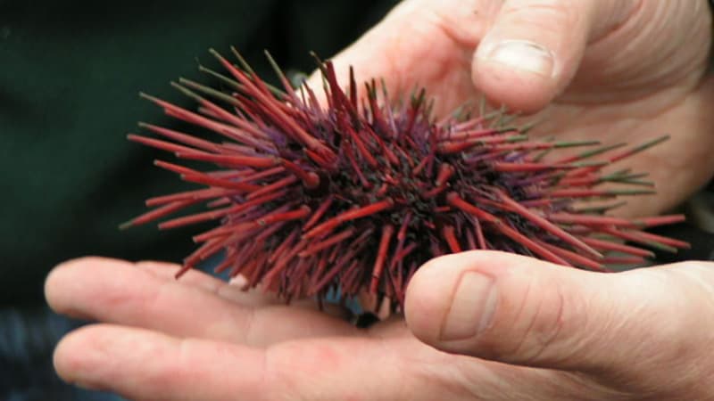 person holding a sea urchin