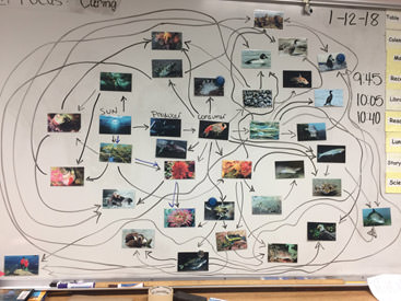 food web created by students using pictures
