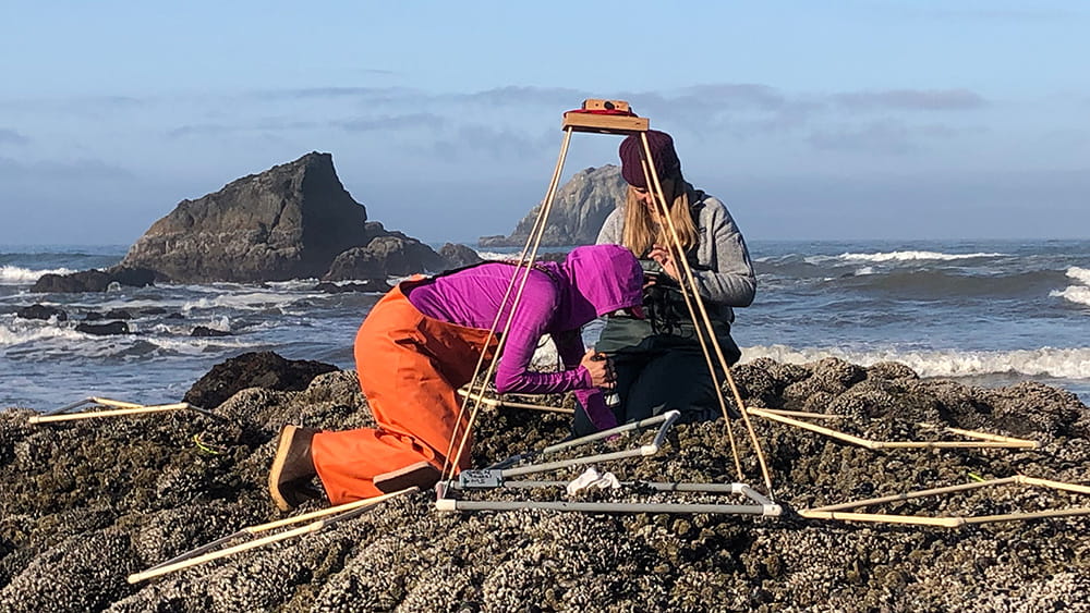Two people kneel down on barnacle-covered rocks in the intertidal zone using scientific equipment such as PVC quadrats. The ocean and sea stacks are in the background.