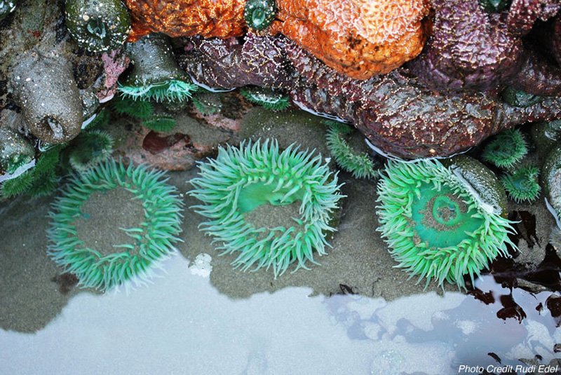 tidepool with giant green sea anemone