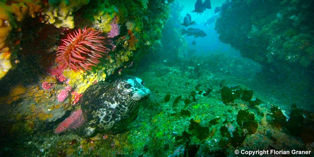 A harbor seal swims under a rocky ledge near schooling fish. The ledge is covered with colorful marine invertebrates such as sea anemones and sponges.