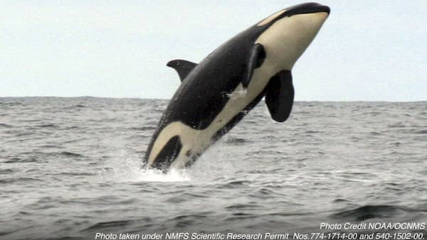 An orca leaping out