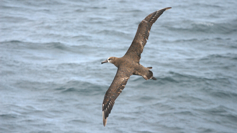 An albatross glides over the ocean, showing off its tremendous wingspan - often more than seven feet from wingtip to wingtip.