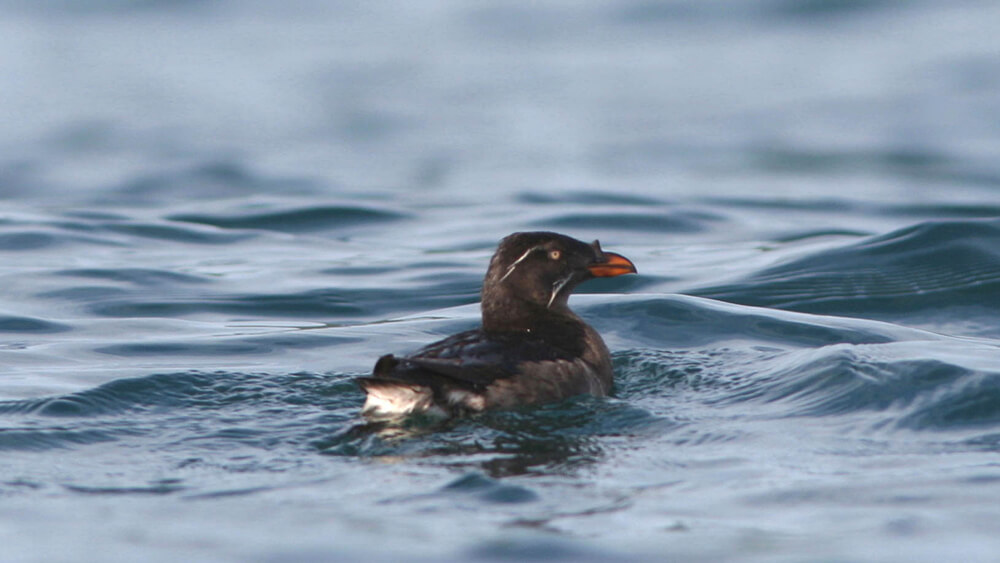 A black seabird with a bright orange beak sits on the water’s surface
