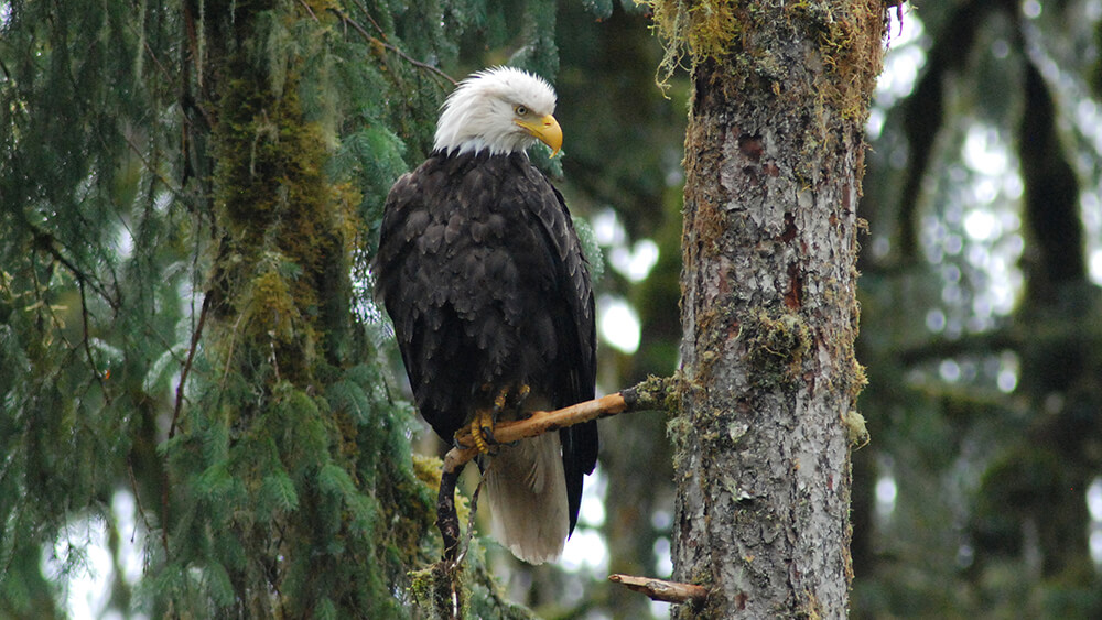 A majestic eagle sits on a branch of a tree gazing at something in its view.