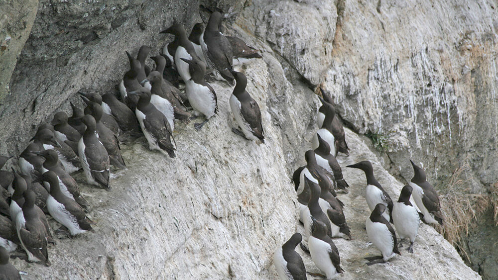 Dozens of black and white seabirds known as common murres stand closely together on the edge of a cliff for nesting.