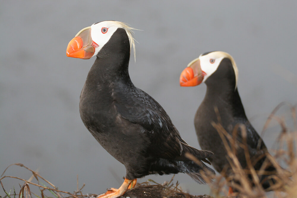 Two tufted puffins stand side by side, featuring their distinctive white face and golden breeding head plumes.