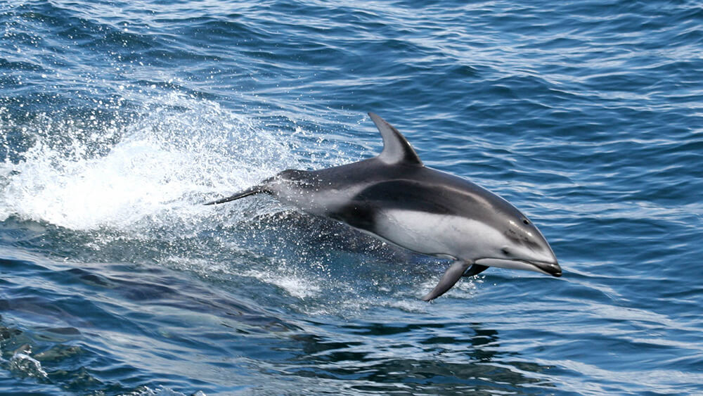 A Pacific white-sided dolphin leaps out of the blue waters of Olympic Coast National Marine Sanctuary. 